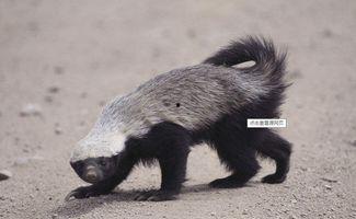 蜜獾最新皮肤爆料,炫酷特效引期待